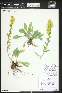 Solidago nana image