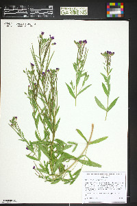 Epilobium hirsutum image