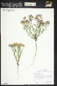 Machaeranthera linearis image