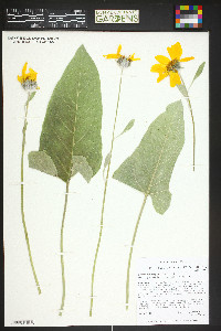 Balsamorhiza sagittata image