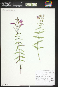 Penstemon richardsonii var. curtiflorus image