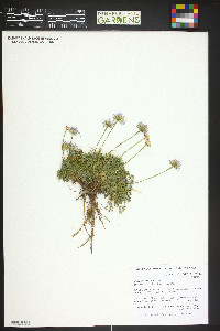 Erigeron compositus image