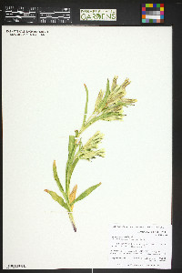 Image of Gentiana macrophylla