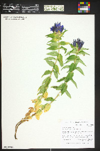 Image of Gentiana septemfida