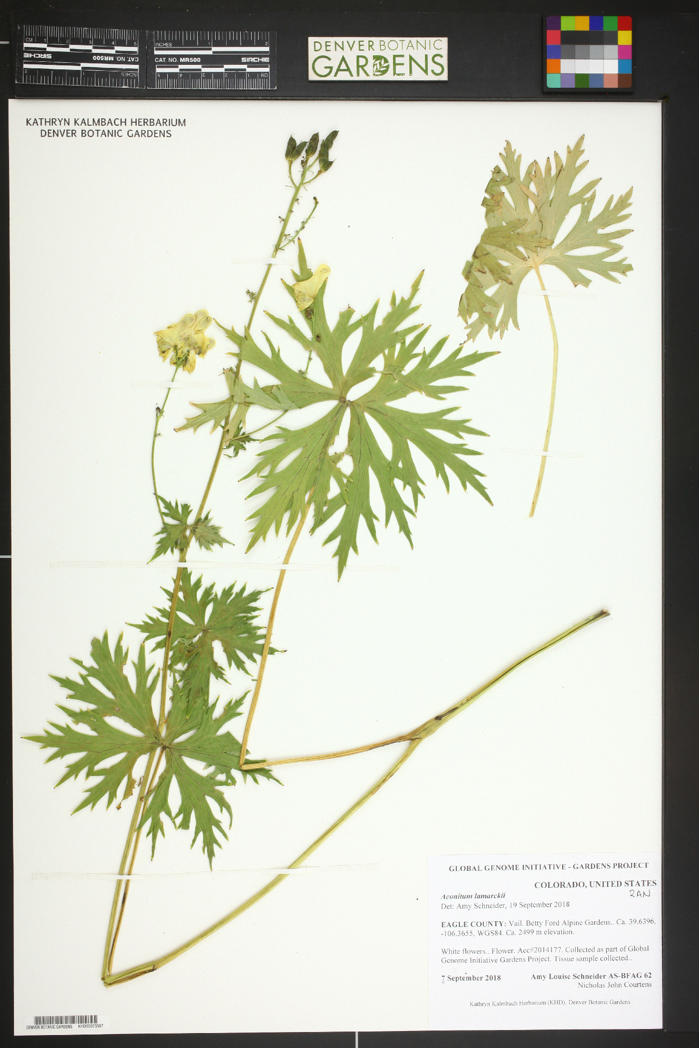 Aconitum lycoctonum image