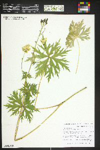 Aconitum lycoctonum image