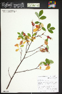 Rosa woodsii image