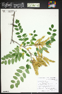 Robinia neomexicana image