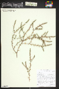 Salsola tragus image