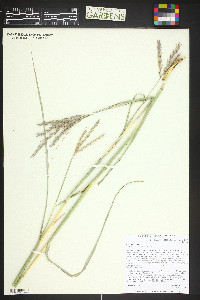 Andropogon hallii image