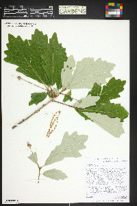 Quercus bicolor image