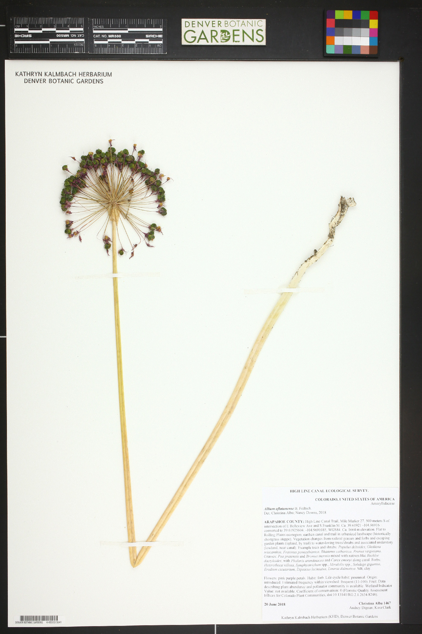 Allium aflatunense image