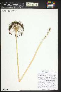 Image of Allium aflatunense
