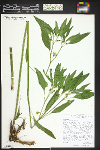 Physalis longifolia image