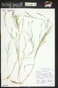 Muhlenbergia racemosa image