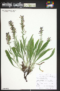 Echium amoenum image