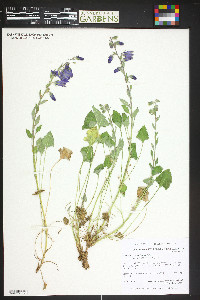 Campanula sarmatica image