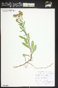 Symphyotrichum ascendens image