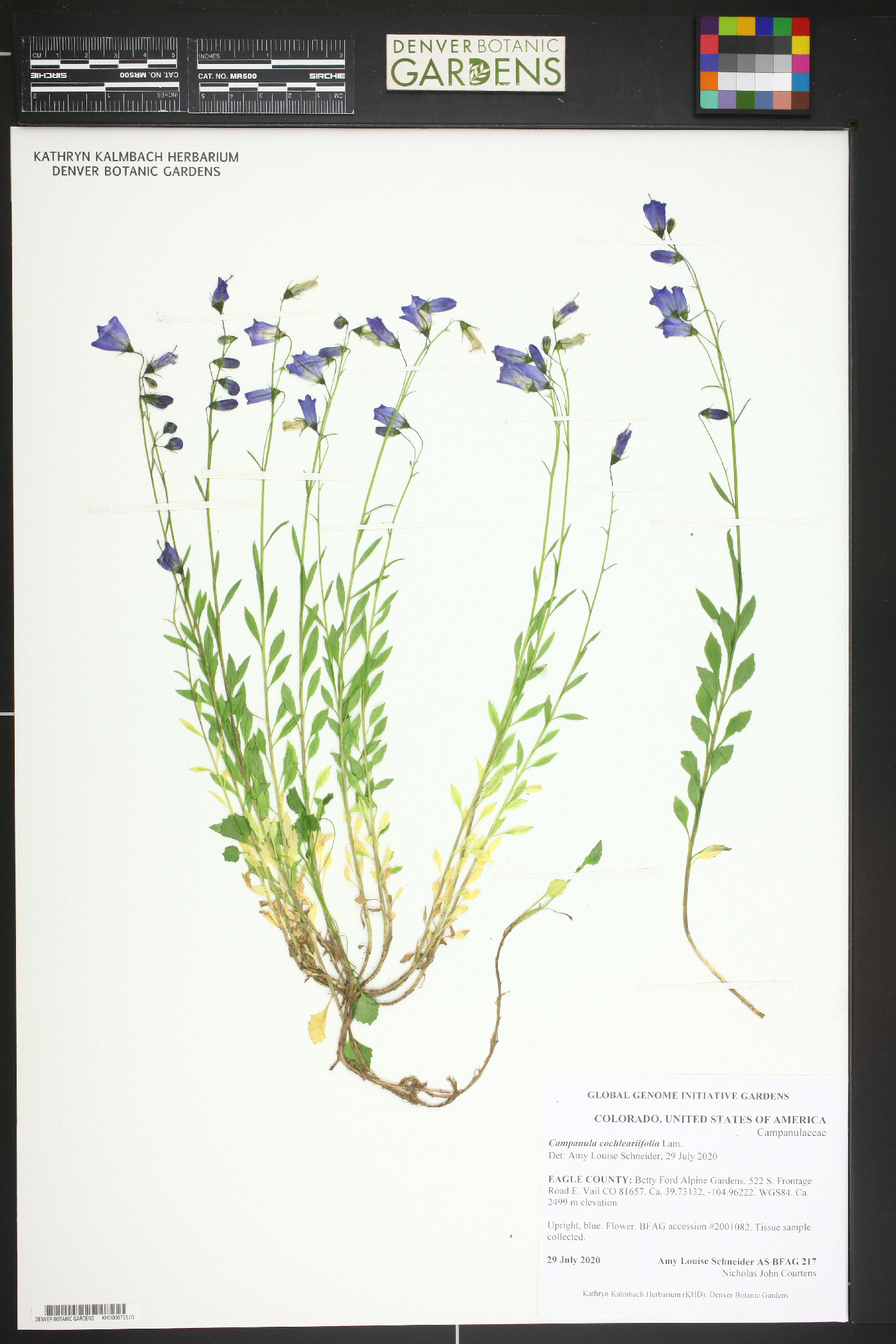 Campanula cochleariifolia image