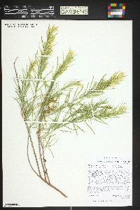 Ericameria parryi image