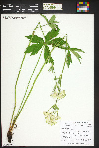 Astrantia major image