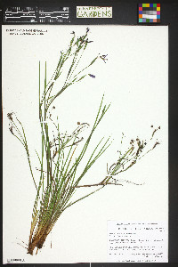 Sisyrinchium montanum image