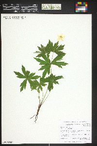 Anemone canadensis image