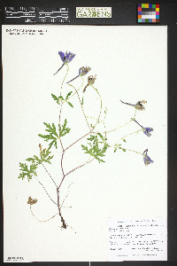 Image of Delphinium beesianum