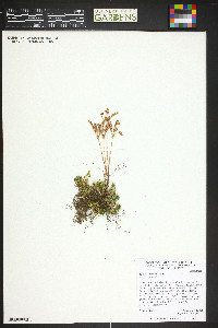 Sedum lanceolatum image