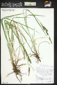 Carex emoryi image