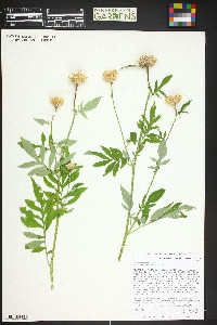 Centaurea dealbata image