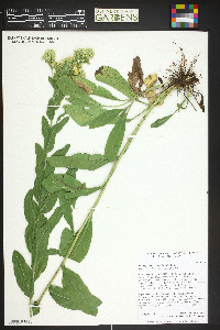 Solidago rigida subsp. humilis image