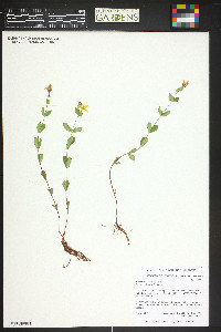 Hypericum scouleri image