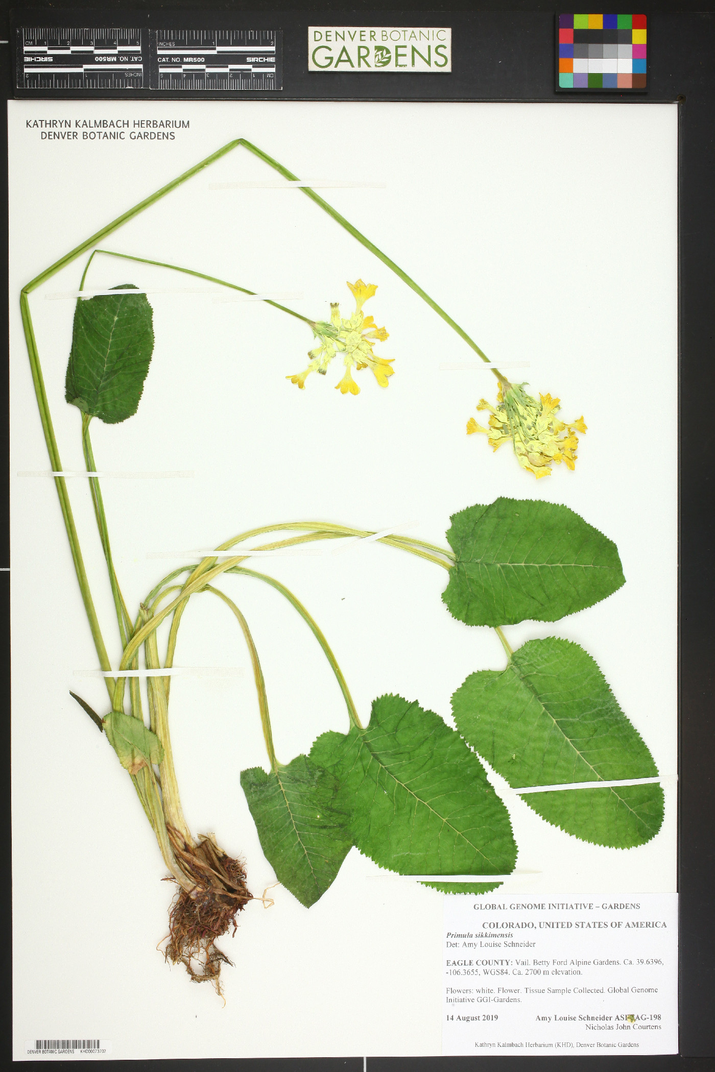 Primula sikkimensis image