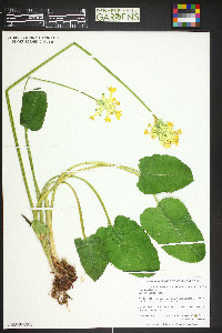 Image of Primula sikkimensis