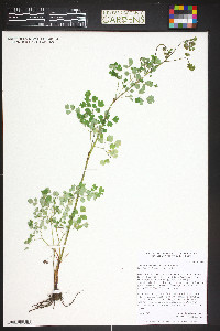 Thalictrum fendleri image