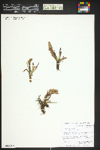 Chionophila jamesii image