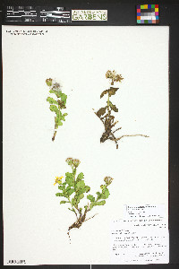 Senecio amplectens image