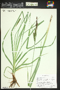 Carex nebrascensis image