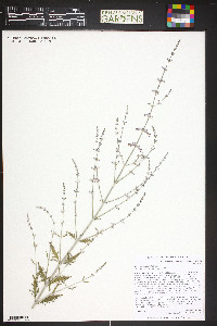 Perovskia atriplicifolia image