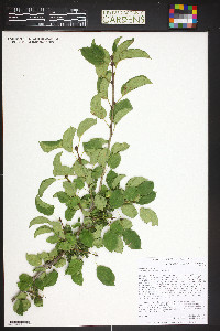 Rhamnus cathartica image