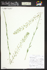 Camelina microcarpa image