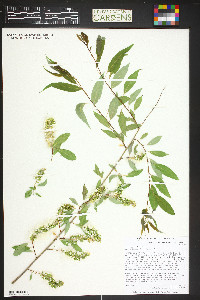 Salix amygdaloides image