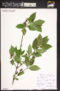 Lonicera involucrata image