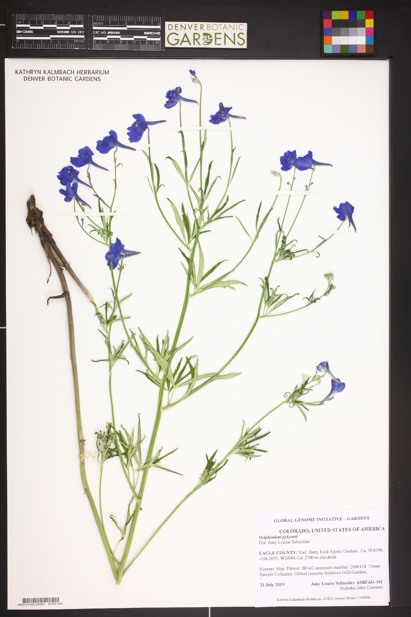 Delphinium pylzowii image