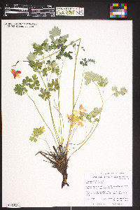 Aquilegia triternata image