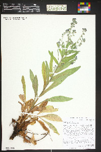 Cynoglossum officinale image