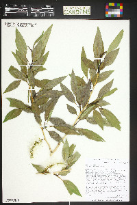 Populus angustifolia image