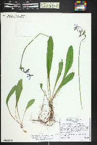 Primula pauciflora image