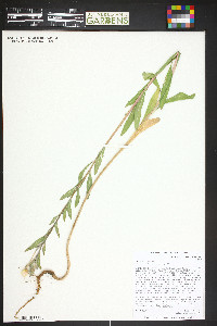 Oenothera villosa image